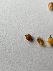 Rhynchospora recognita