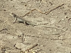 Acanthodactylus schreiberi