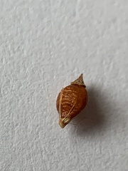 Rhynchospora recognita