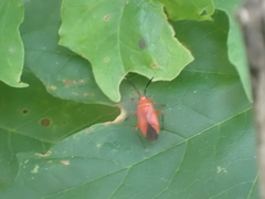 Coccobaphes frontifer
