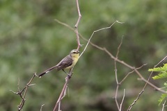 Stigmatura budytoides