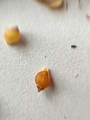 Rhynchospora recognita