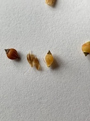 Rhynchospora recognita