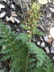 Pedicularis densiflora