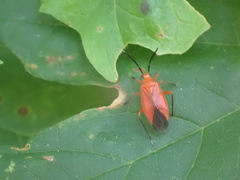 Coccobaphes frontifer