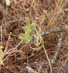 Astragalus hamosus