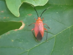 Coccobaphes frontifer