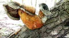 Pleurotus levis
