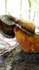 Pleurotus levis