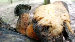 Pleurotus levis
