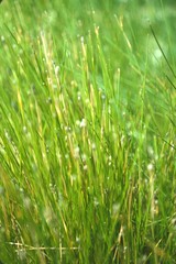 Eleocharis albida