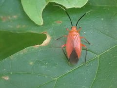 Coccobaphes frontifer