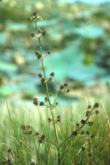 Echinodorus berteroi