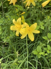 Hemerocallis lilioasphodelus