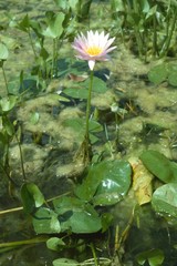 Nymphaea elegans