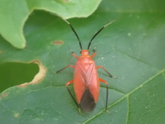Coccobaphes frontifer