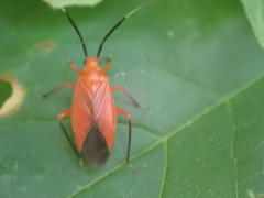 Coccobaphes frontifer