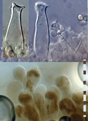 Pluteus concentricus