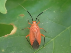 Coccobaphes frontifer