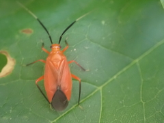 Coccobaphes frontifer