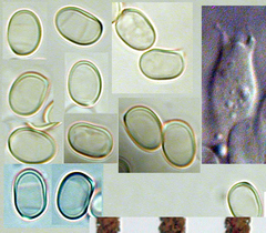 Pluteus concentricus