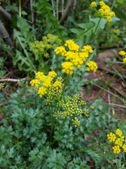 Cymopterus hallii