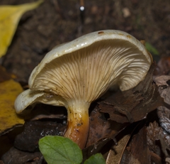 Austropaxillus boletinoides