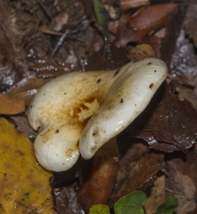 Austropaxillus boletinoides