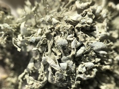 Ramalina labiosorediata