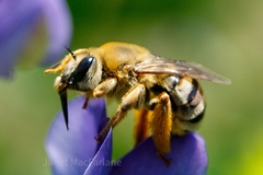 Eucera hamata