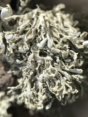 Ramalina labiosorediata