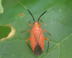 Coccobaphes frontifer