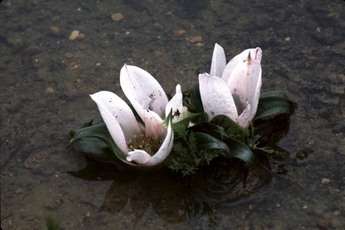 Androcymbium ciliolatum