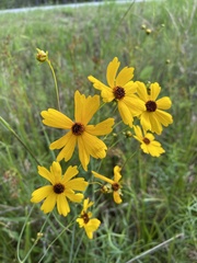Coreopsis falcata