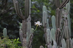 Cereus stenogonus