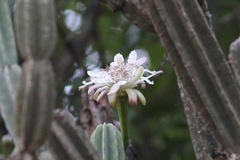 Cereus stenogonus