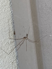 Pholcidae
