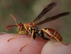 Polistes dorsalis dorsalis