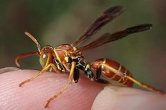 Polistes dorsalis dorsalis