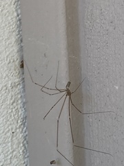 Pholcidae