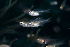 Zoramia viridiventer