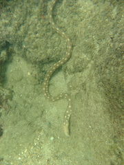 Myrichthys breviceps