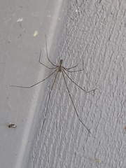 Pholcidae