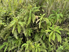 Rhytidophyllum auriculatum