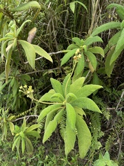 Rhytidophyllum auriculatum