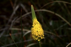 Bulbinella latifolia