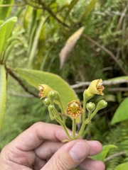 Rhytidophyllum auriculatum