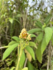 Rhytidophyllum auriculatum