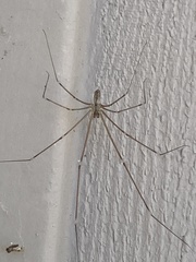 Pholcidae
