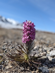 Pedicularis lanata